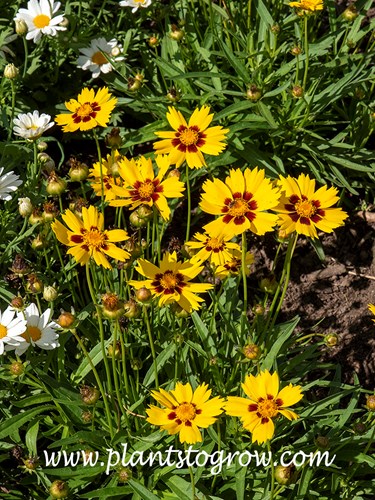 Sunkissed Coreopsis (Coreopsis grandiflora) has large bright golden yellow to yellow large flowers.(June 27)